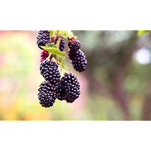 Graines de Mûre Sauvage - Semisauvage Cover