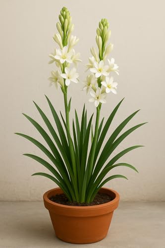 Image of Live Green Flower Bulb Tuberose /Rajnigandha Single /Double Petal Fragrance For Home Gardening (Pack Of 10 Bulbs + 1 Free Bulb)