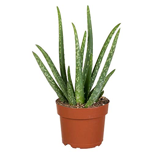 Florado Aloe Vera - Plantas suculentas auténticas, plantas medicinales para interiores, maceta de 12 cm