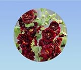 Vous pouvez multiplier les roses trémières par division de touffe au printemps.