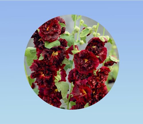 20 graines de Rose Tremiere marron - Alcea rosea - vivace - charter's - fleurs double