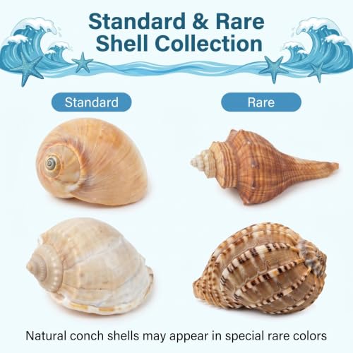 Image of 6PCS Hermit Crab Shells Medium to Large, Natural Sea Conch 2.5 inch-3.5 inch, Opening Size 1.5 inch - 2.7 inch | Growth Turbo Shells Hermit Crab Small Medium Large, Saltwater Hermit Crab Accessories