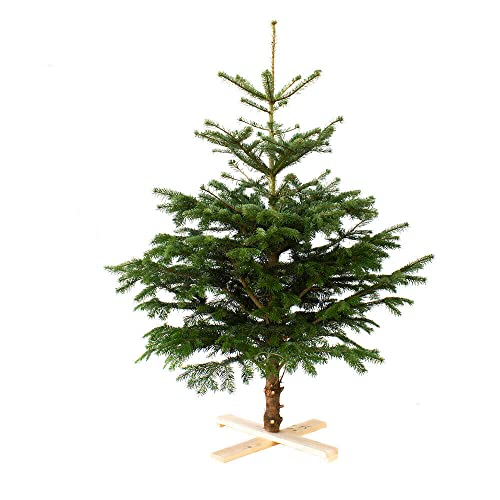 ARBOL DE Navidad NORMANNIANA Natural 100-125CM Cortado con Cruz DE Madera Y Clavos INCLUIDOS Abeto NAVIDEÑO.