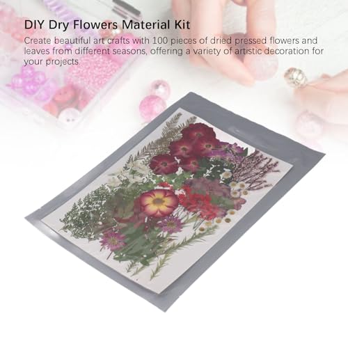 100 Peças de Folhas de Flores Prensadas Reais, Kit de Material de Flores Secas DIY, Decorações Artís