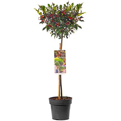 Standard Holly Tree | Hardy Evergreen Ornamental Lollipop Shape | Low Maintenance | for Patio, Garden, Entrance