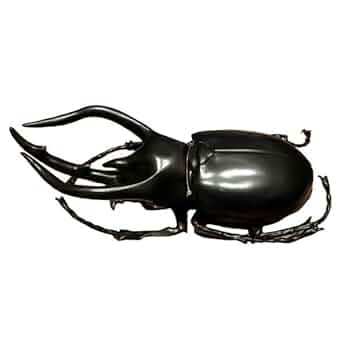 世界で1枚 コーカサスオオカブト PSA10 Amazon.co.jp: WD 大型