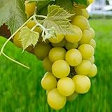 Generic B0GTL6Q654 lato 2