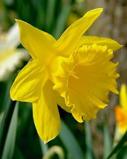 King Alfred Yellow Trumpet Daffodil Bulbs 3kg net (Approx. 65 Bulbs) for Planting Now in Gardens, Borders & Beds - by Jamieson Brothers