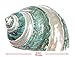 Hermit Crab Shells | Turbo Shells | Jade Green Banded Turbo Shell 4