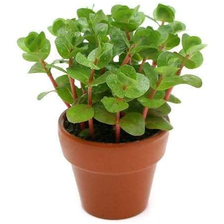 Amazon 水草 ミニ素焼き鉢 ロタラ インディカ 水上葉 無農薬 １鉢 北海道航空便要保温 Charm チャーム 生体水草 通販