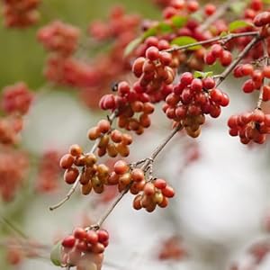 Generic Kornelkirsche Pflanze Samen 50pcs