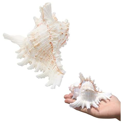 SINKOO Conch Shells 2PCS Cover