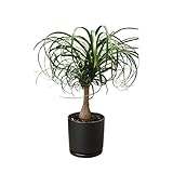 🌵 Low-Maintenance Beauty – The Ponytail Palm is a drought-tolerant plant that stores water in its bulb-like trunk, making it easy to care for. 🌞 Thrives Indoors – Prefers bright, indirect sunlight but adapts well to lower light, ideal for homes, offi...