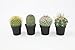 Altman Plants, Assorted Cactus Plants Live Plants (4 Pack), Live Cactus Plant Live Succulents Plants Live Houseplants, Cacti Live Indoor Plants Succulent Plants House Plants in Cactus Soil Potting Mix