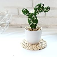 Amazon｜HGJH サボテン フェイクグリーン ミニ 人工観葉植物 F*4