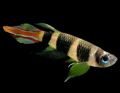 5-Pack Clown Killifish Live Freshwater Aquarium Fish Nano Species Bright Striped Pattern Surface Dwelling Fish for Planted Tank Setup Compatible Community Freshwater Systems