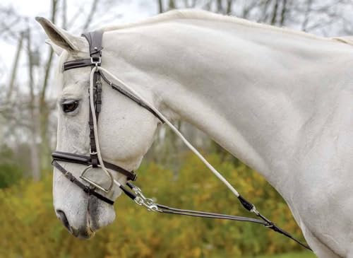 De Gogue Shires Avignon matériel équitation enrênement aide formation cheval