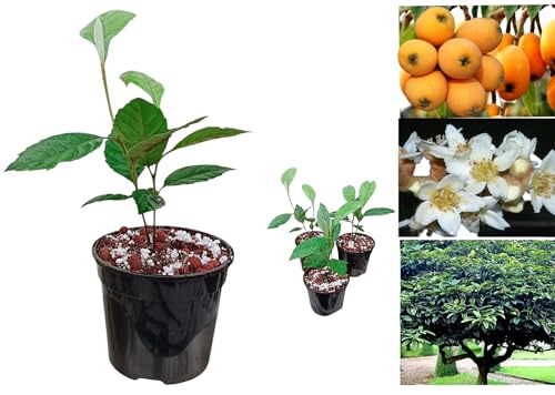 Twin-Trunk Loquat Tree (Eriobotrya Japonica) – Hardy Fruit Tree for Garden & Patio, Thrives Year-Round, Frost Resistant (20-35cm)