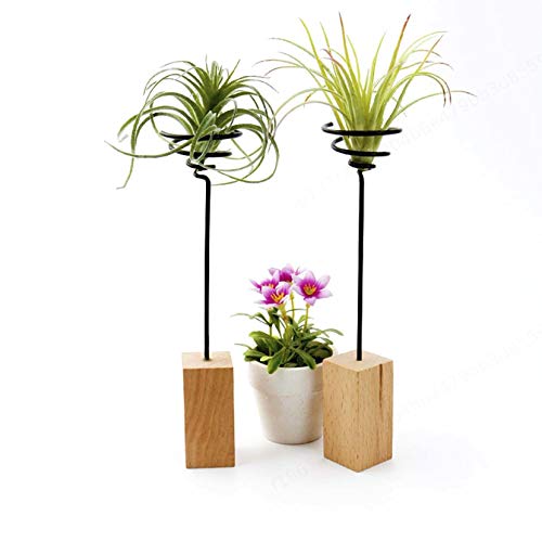 DULALA Planta de Aire del Hierro 3pcs Soporte de contenedores Tillandsia Soporte con Base de Madera de sobremesa Tiesto Estante de exhibición Cover
