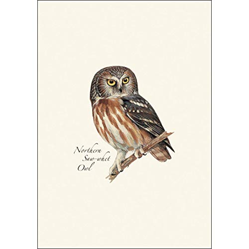 Eartearth Sky + Water - Peterson’s Owl Assortment Notecard Set - 8 Blank Cards With Envelopes (2 Each Of 4 Styles) #TOP2