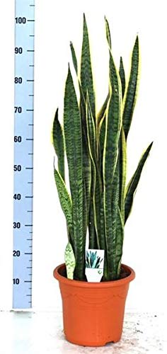 Sansevieria trifasciata Laurentii 90-100 cm Bogenhanf bessere...