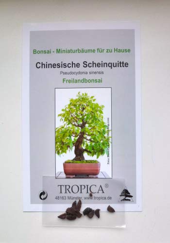 bambus schüssel für salat geeignet Hochwertige Bambus Salatschüssel 30 cm. Handgemachte Bambusschale. – Maison  Brémond