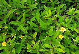 Greenursery Bhringraj Herbal & Medicinal Manjal Karisalankanni Live Plant (B0D3BCKPGB) Amazon Price History, Amazon Price Tracker