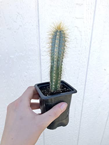 Pilosocereus | Cactacee-O-R Cactus E Dintorni: Il Sito Per - Foto 8