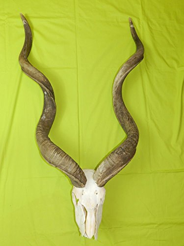 Corne de cerf kudu antilope hirsch trophée trophée gehörn unique Cover