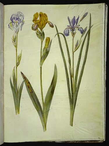 Pinturas famosas Iris Pallida cuadro para dormitorio relajante