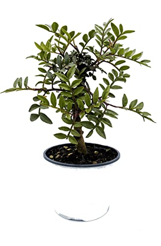 Lentisco Natural Planta de Crecimiento Rápido y Fácil de Mantener