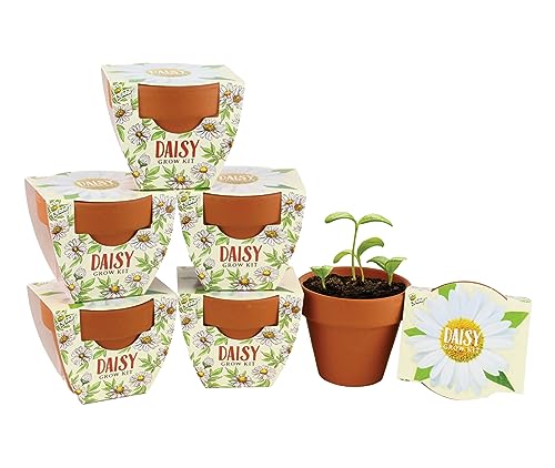 BUZZY Seeds Daisy Daydream Collection Mini Terracotta Grow Pots 6-Pack, All-in-One Starter Kit with Seed Packs and Growing Medium, Wedding Favors, Gardening Gifts, Garden Parties