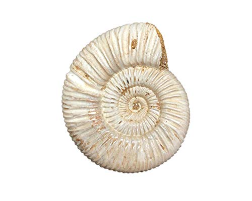 Natural Pavlovian Ammonites Fossil Raw Gemstone from Madagascar