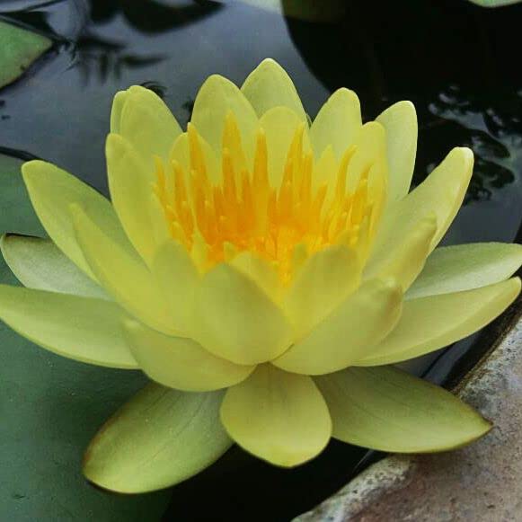 CHROMATELLA WATER LILY Live Plant, Pale Yellow Aquatic Flower with Golden Center, Hardy Hybrid Variety by M. Narlian (1895), Outdoor Pond or Container Plant, Sun-Loving and Easy to Grow