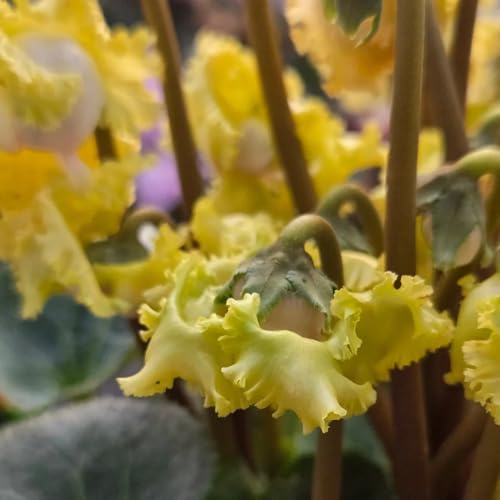 semi resistenti di ciclamino semi di balcone perenni resistenti ciclamino perenni decorazione da giardino per esterni, tappeto, 35pcs