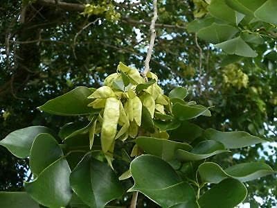 40pcs Dalbergia latifolia Tree Seeds