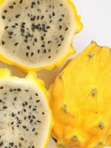Yellow Sweet Dragon Fruit VAR. “PALORA”, Pitaya Selenicereus M. Seeds 50/100 Seeds (100)