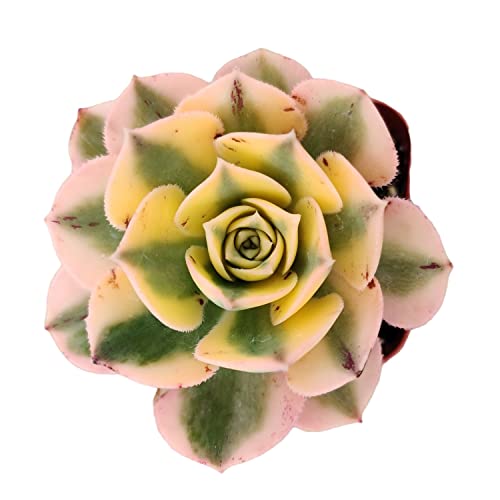 Foliagems Live Succulent Cactus Plants From Uskc (2"Pot) (Aeonium Sunburst) #TOP2