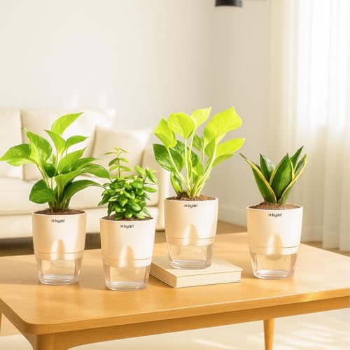KYARI Combo of 4 Money Variegated, Golden Money, Golden Snake & J...