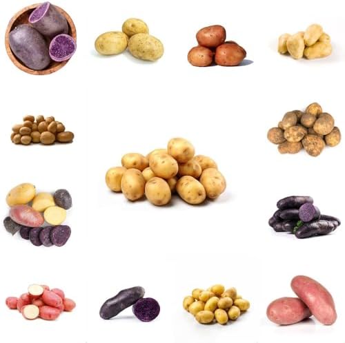 100 Stück Lila Kartoffel Samen - Einfacher Anbau Für Leckeres Gemüse