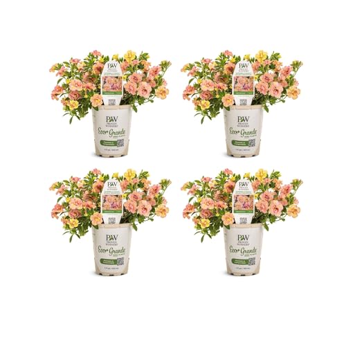 Proven Winners Superbells Magic Double Grapefruit Double Calibrachoa Live Plant (4 Eco+ Grande)