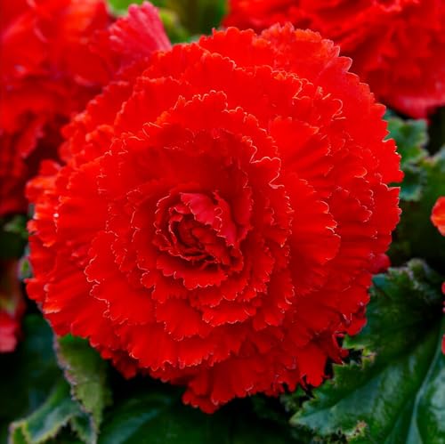 Begonia Rouge Fimbriata Collection - 5 Bulbes de Fleurs à Planter Exterieur - Plante Exterieur Jardin - Naturelle Plantes de Hollande (pas de graines, non artificielle)