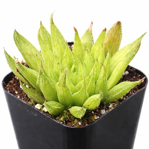 Haworthia Ed Storms - Live Succulent Plant, 2 Inch Plastic Pot, Dark Green Rosette with White Textured Stripes, Easy to Care, Low Maintenance, Pet Friendly Indoor Plant for Home and Office Decor
