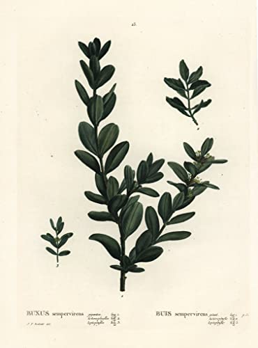HCOTZHPY Peinture Célèbre Art Imprime Image Toile Decoration Murale Buis Commun Buis Européen ou Buis Buxus Sempervirens par Pierre Redouté Artistique Peinture Pour la Décoration du Salon 60x90cm