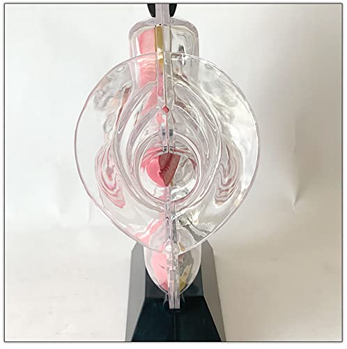 Modèle d'utérus transparent avec structure utérine visible pour cours - 8