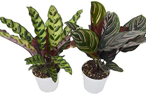 House Plant 4-CALATHEA-VARIETY-2PK 2 Calathea Variety Pack Plant in 4
