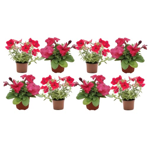 Flores Vivas - Pack de 8 Petunia - Flores de Colores Mix Plantas Exterior