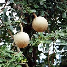 Southside Naturals Wood Apple Tree Seeds | Limonia Acidissima Fruit Tree Seeds | Elephant Apple Fruit Seeds For Growing, Farming And Gardening | 25 Seeds