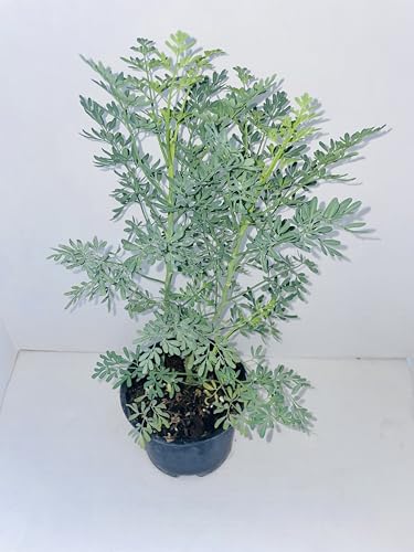 Plant - Common Rue (Ruta graveolens) Herb of Grace - Ship in 3 Pot with Soil5 to 7 Height