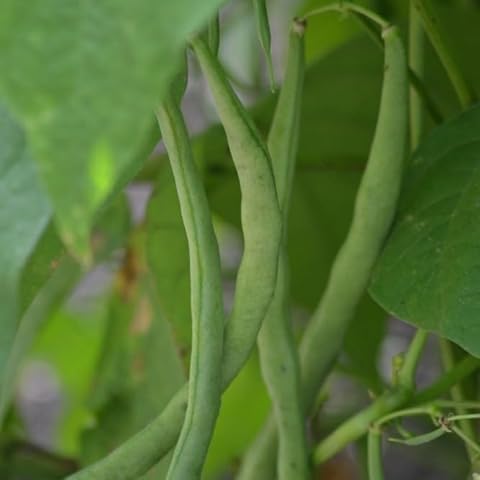 Premier Seeds Direct Cobra Climbing French Beans Cover